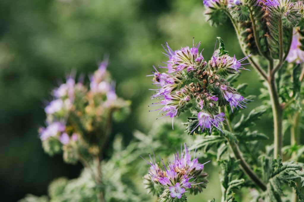 Etiam et congue dui, eget suscipit.